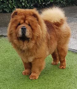 star chow chows